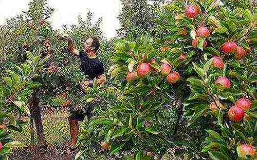 how to grow apple trees at home