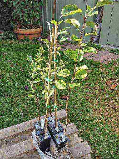 how to grow apple trees at home