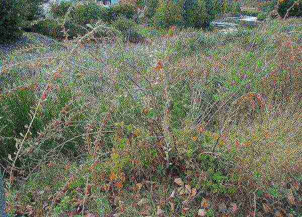 how to grow goji berries at home