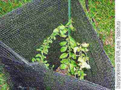 kung paano palaguin ang mga goji berry sa bahay