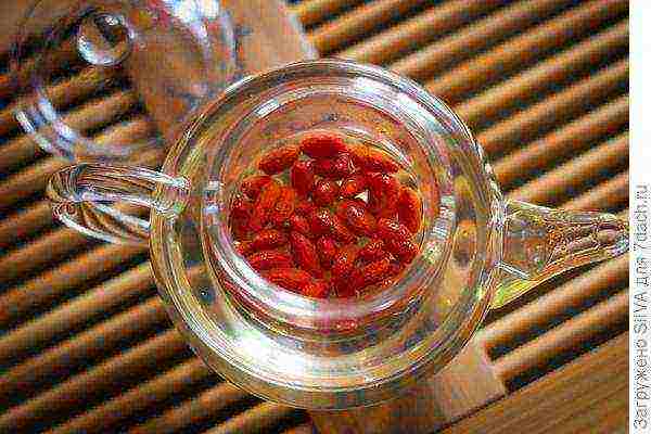 how to grow goji berries at home