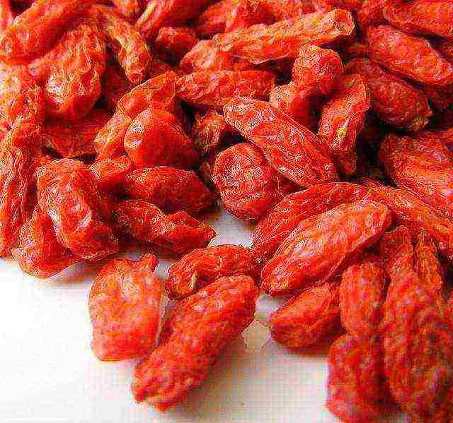 kung paano palaguin ang mga goji berry sa bahay