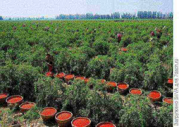 kung paano palaguin ang mga goji berry sa bahay