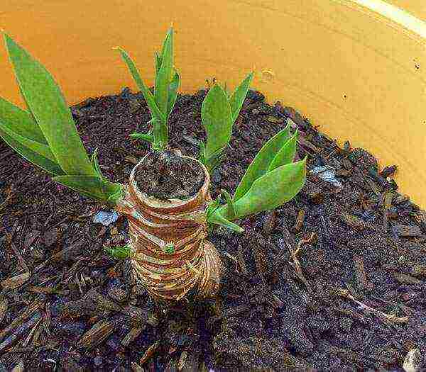 how to grow yucca at home