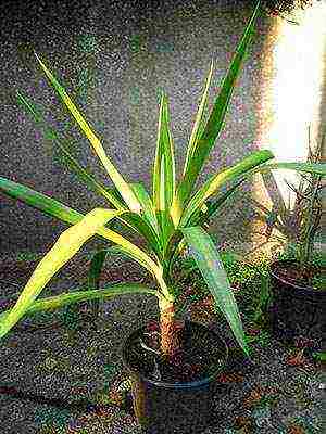 how to grow yucca at home