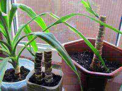 how to grow yucca at home