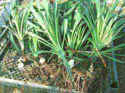 kung paano palaguin ang yucca sa bahay