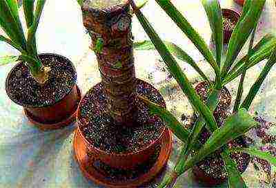 how to grow yucca at home