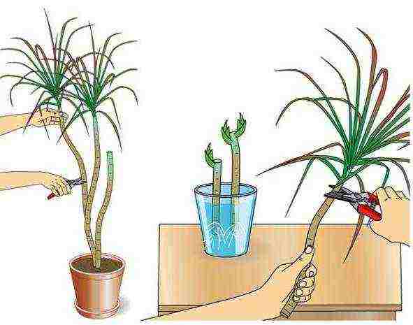 how to grow yucca at home