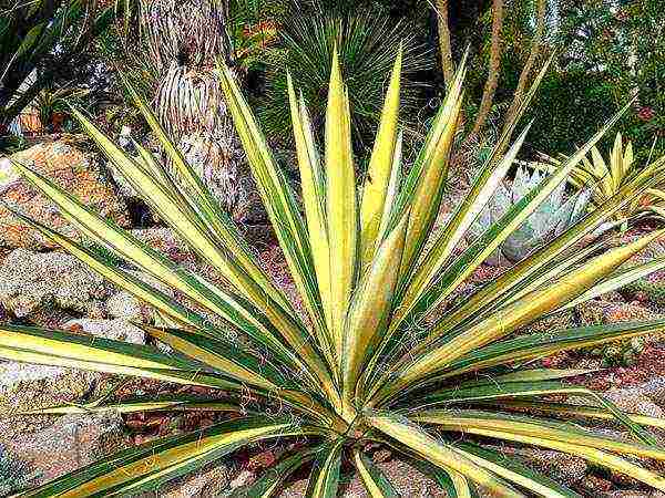 how to grow yucca at home