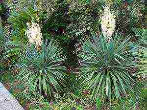 how to grow yucca at home