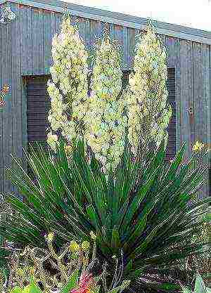 how to grow yucca at home