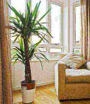 how to grow yucca at home