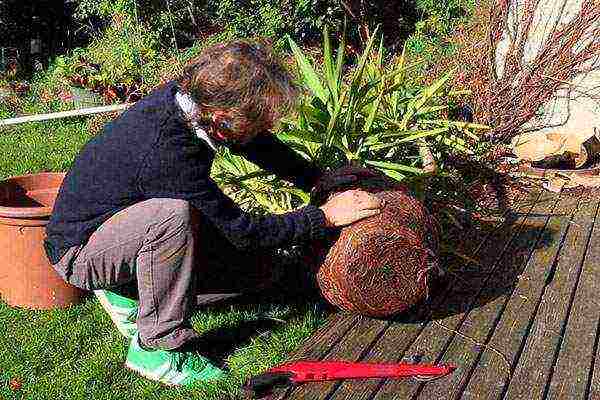 how to grow yucca at home