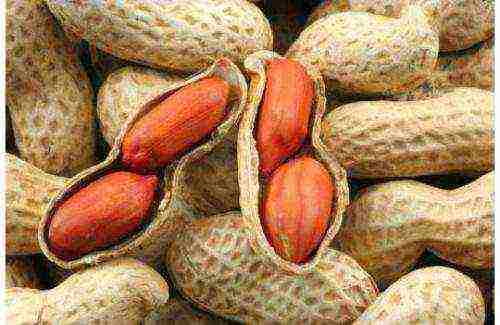 how to grow groundnuts at home