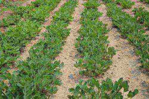 kung paano palaguin ang mga groundnut sa bahay