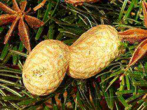 how to grow groundnuts at home