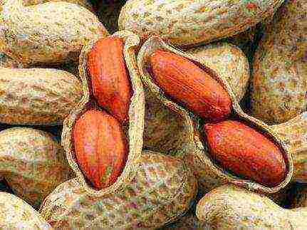 how to grow groundnuts at home