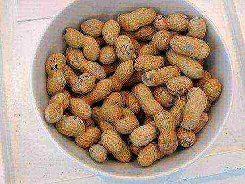 how to grow groundnuts at home