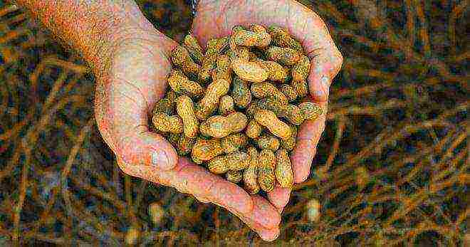 how to grow groundnuts at home