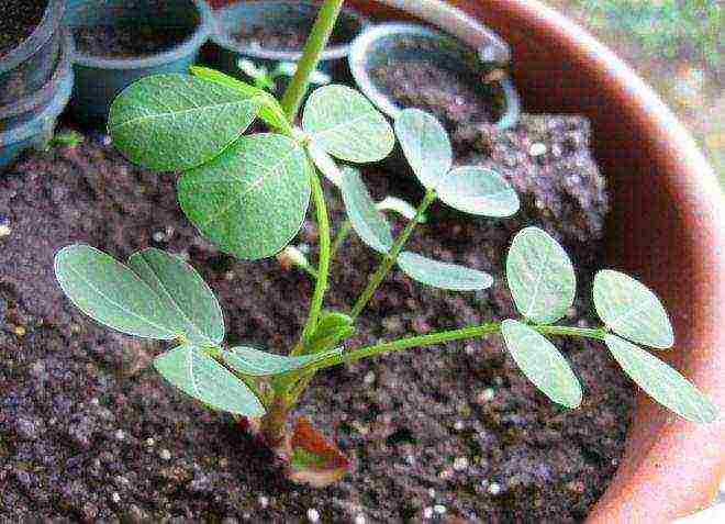 how to grow groundnuts at home