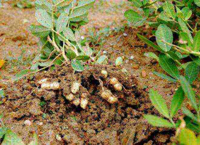 how to grow groundnuts at home