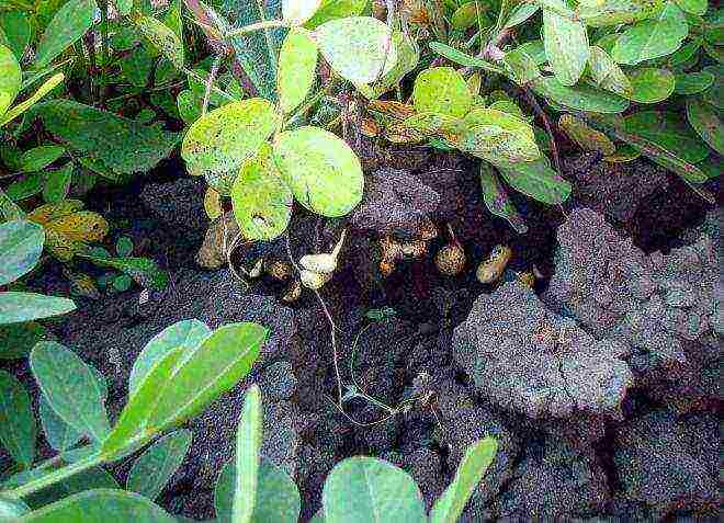 kung paano palaguin ang mga groundnut sa bahay