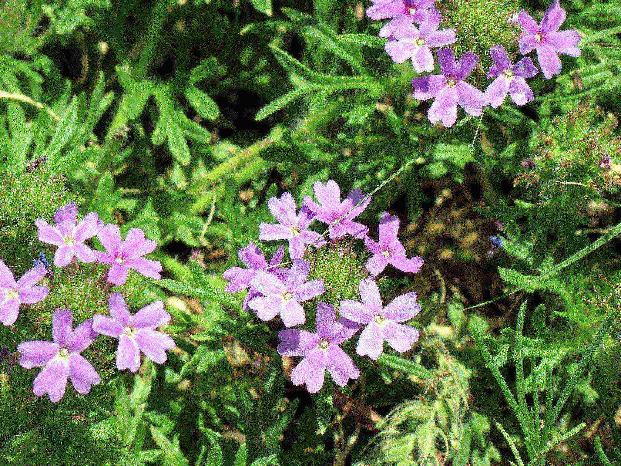 how to grow jasmine from seeds at home