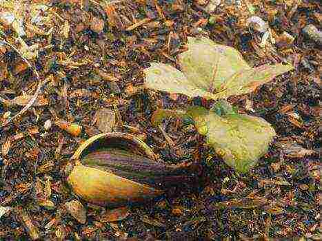 how to grow an acorn at home