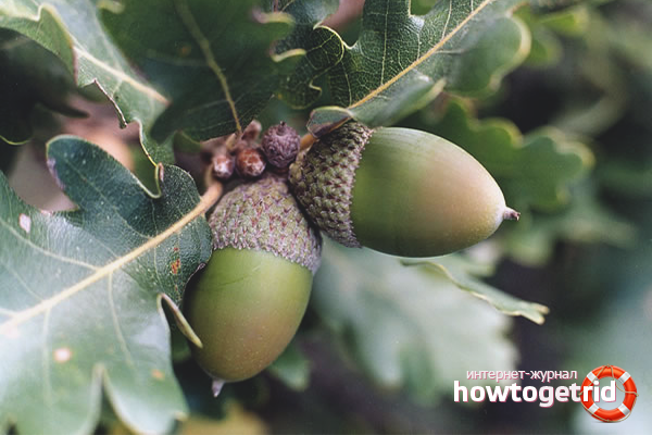 how to grow an acorn at home