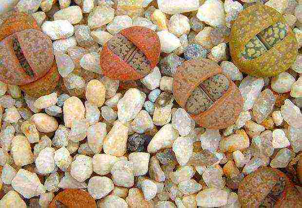 how to grow live stones at home