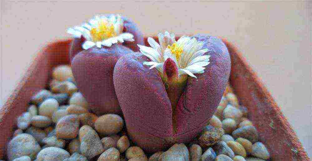 how to grow live stones at home
