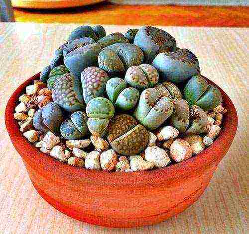 how to grow live stones at home