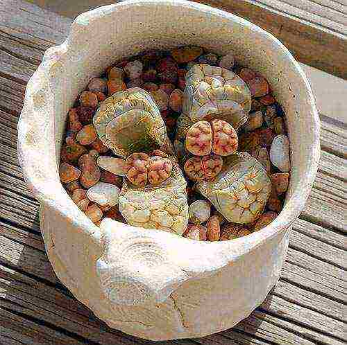 how to grow live stones at home