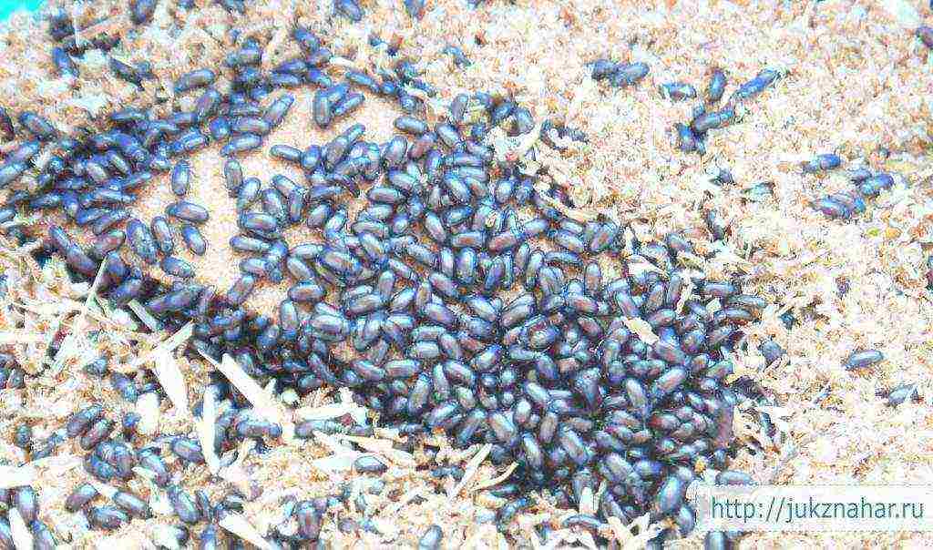 how to grow a healer beetle at home