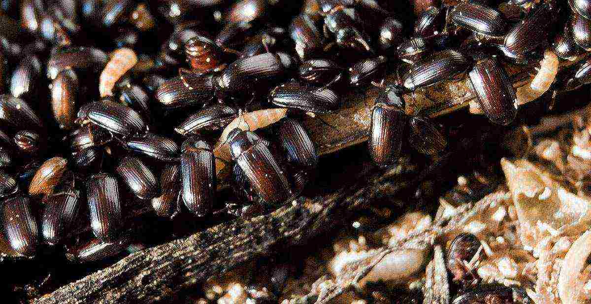 how to grow a healer beetle at home