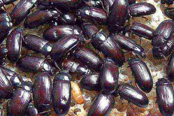 how to grow a healer beetle at home