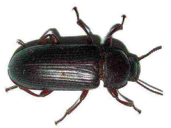 kung paano palaguin ang isang manggagamot na beetle sa bahay