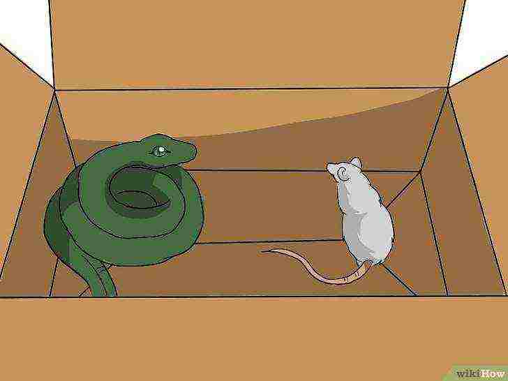how to grow snakes at home