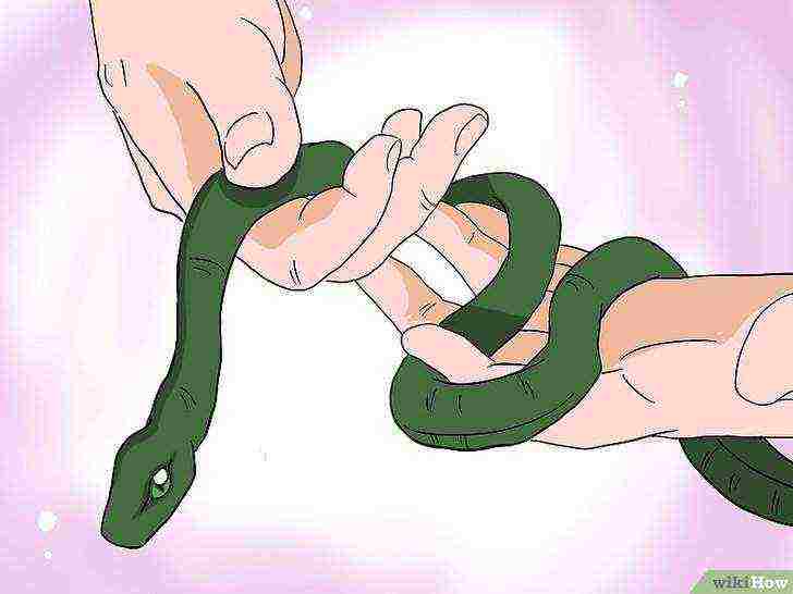 how to grow snakes at home