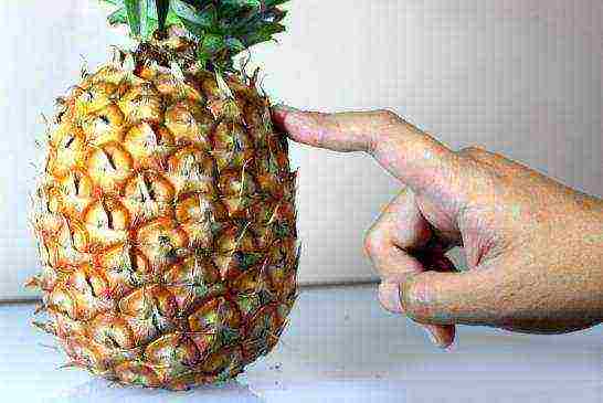 how pineapple is grown at home