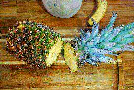 kako se ananas uzgaja kod kuće