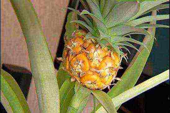 how pineapple is grown at home