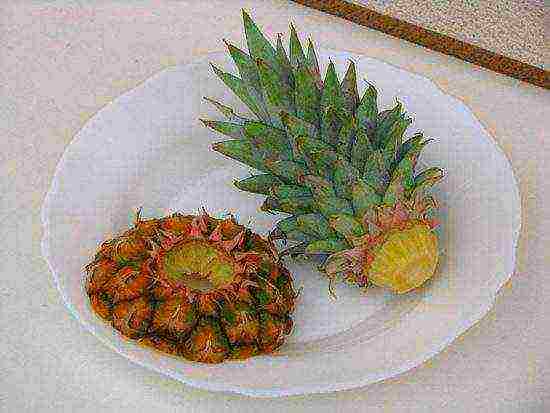 kako se ananas uzgaja kod kuće