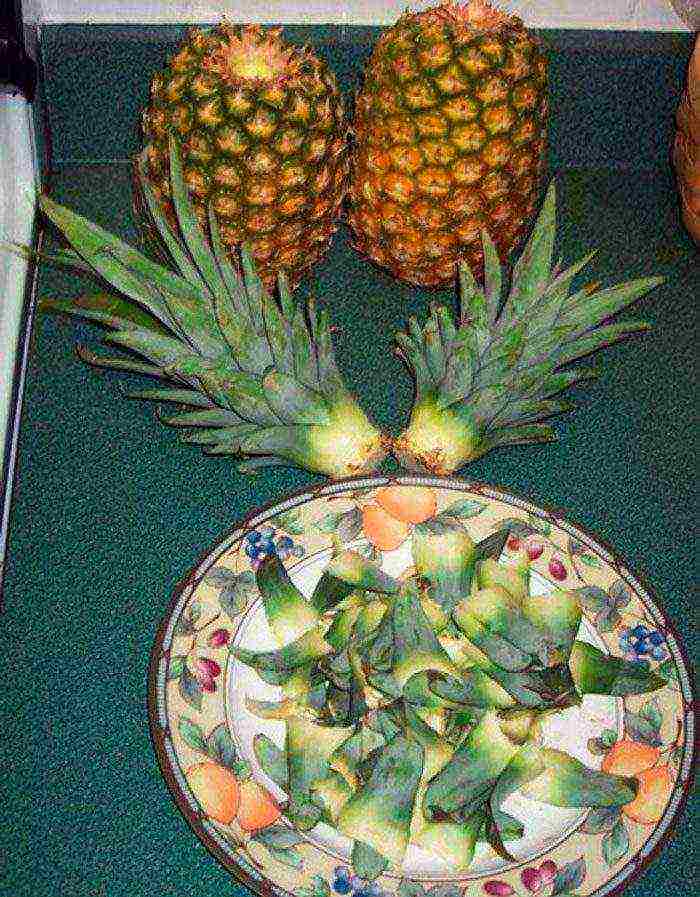 how pineapples are grown at home