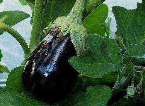 how eggplants are grown at home