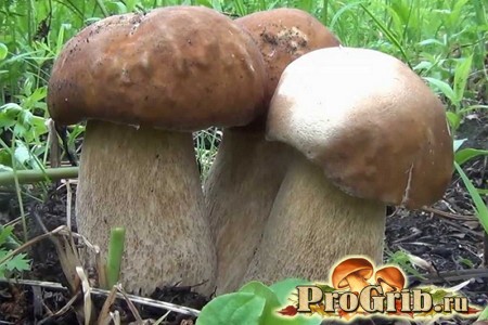 how porcini mushrooms are grown at home