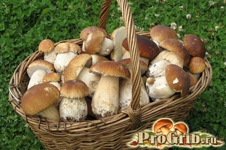 how porcini mushrooms are grown at home