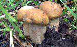 how porcini mushrooms are grown on an industrial scale