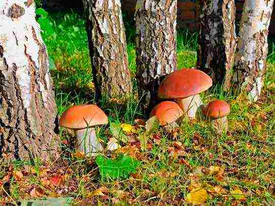 how porcini mushrooms are grown on an industrial scale